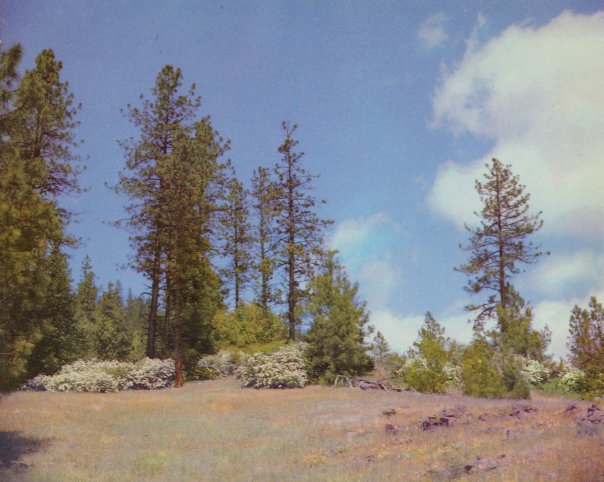 Ponderosa or yellow pine in background. Western Azaleas (Rhododendron occidentalis) in foreground.