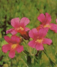 Pink Monkey Flower, Mimulus lewisii