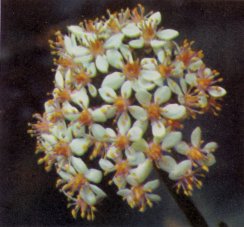 Indian Rhubarb, Umbrella Plant, Peltiphyllum peltatum