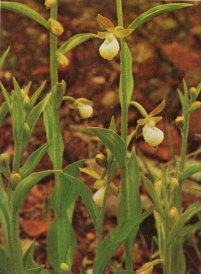 Lady's Slipper, Cypripedium californicum