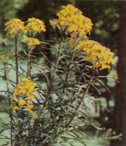 Western Wallflower, Erysimum asperum