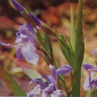 Western Blue Flag, Iris missouriensis