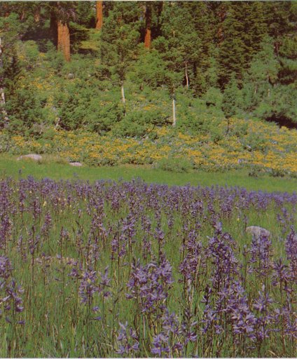 Meadow of blue Camass and yellow Wyethia.