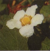 Thimbleberry, Rubus parviflorus