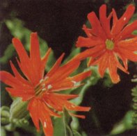 Indian Pink, Silene californica