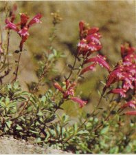 Mountain Pride, Penstemon newberryi