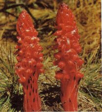 Snow Plant, Sarcodes sanguinea