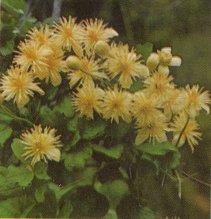 Virgin's Bower or Pipe Stem, Clematis Iasiantha