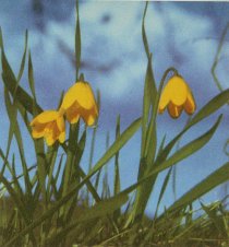 Yellow Bells, Fritillaria pudica