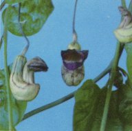 California Dutchman's Pipe, Aristolochia californica