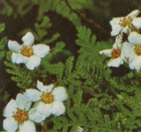 Mountain Misery, Chamaebatia foliolosa