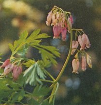 Bleeding Heart, Dicentra Formosa