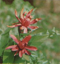 Spice Bush, Calycanthus occidentalis