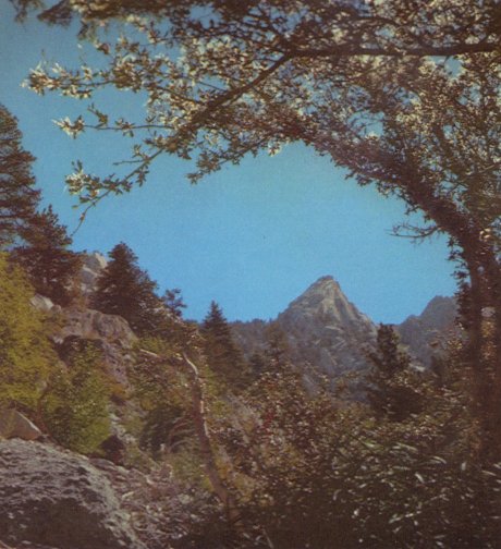 Mountain Mahogany.