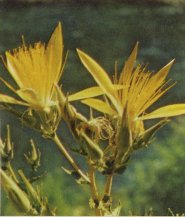 Blazing Star, Mentzelia laevicaulis