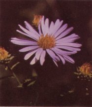 Western Aster, Aster sp.