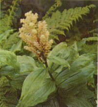 False Solomon's Seal, Smilacina amplexicaulis