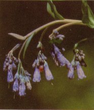 Languid Lady or Mertensia, Mertensia ciliatra