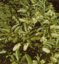 Western Chokecherry, Prunus demissa