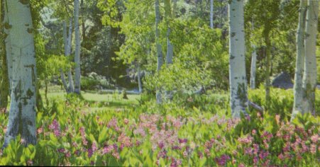 Quaking Aspens, Populus tremuloides