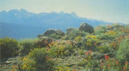 On the east side of the Sierra, Sulphur Flowers and Indian Paint Brush brighten a promontory. Minarets in distance.