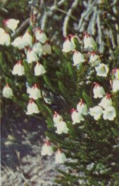 White Heather, Cassiope mertensiana