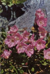 Mountain Laurel, Kalmia polifolia