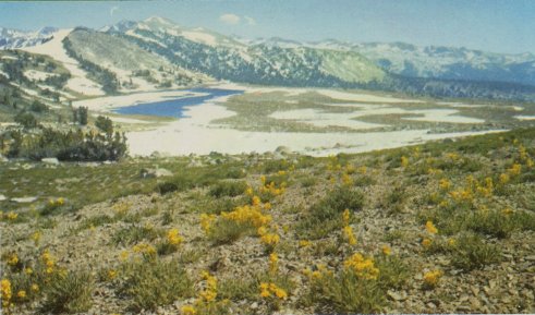 Western Wall Flowers and Whitebark Pines in foreground,
Gaylor Lakes near Tioga Pass in background.