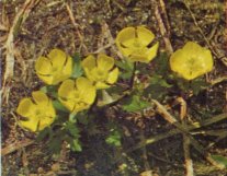 Mountain Buttercup, Ranunculus eschscholtzii