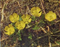 Mountain Buttercup, Ranunculus eschscholtzii