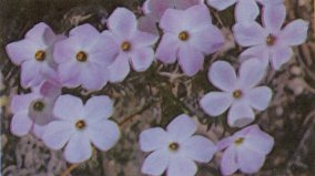 Douglas Phlox, Phlox diffusa