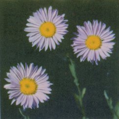 Purple Aster, Mountain Daisy, Erigeron salsuginosus