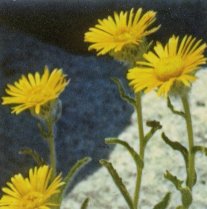 Alpine Dandelion, Hulsea algida