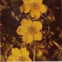 Shrubby Cinquefoil, Potentilla fruticosa