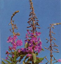 Fireweeda, Epilobium angustifolium