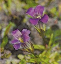 Blue Gentian, Gentiana sp.