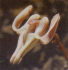 Steer's Head, Dicentra uniflora