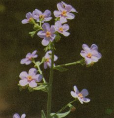 Stick-seed, Sierra Forget-me-not, Hackelia velutina