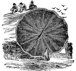 Woodcut of a Giant Sequoia log