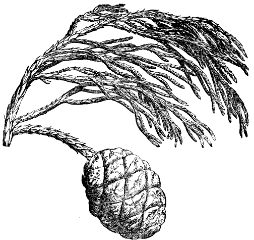 The cone, and foilage of the Mammoth Trees—full size.