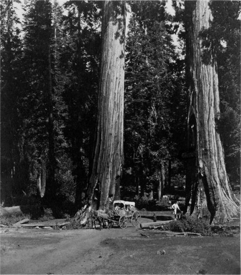 The Sentinels, Calaveras Grove
