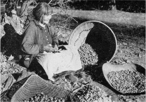 Shelling acorns in advance of preparing an meal