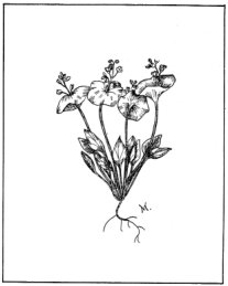 Miner’s Lettuce