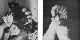 Arrow points were fashioned from obsidian (volcanic glass) by first striking large piece with hammerstone (left) to obtain section of suitable size. This was then shaped with a tool made from a deer antler