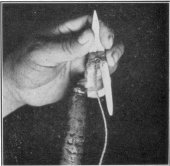 Fish spear