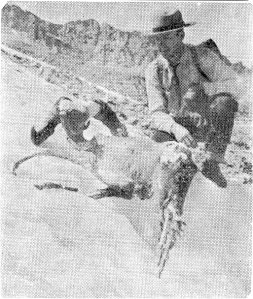 Mountain Sheep in Lyell Glacier, Ovis canadensis sierrae
