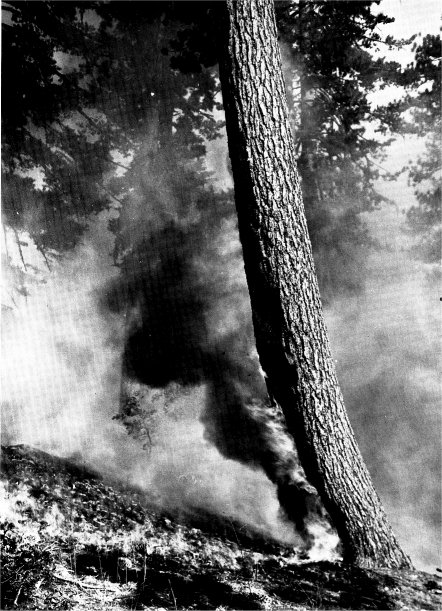 blazing sugar pine