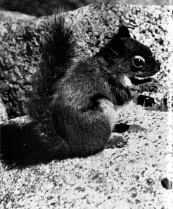 Chickaree, pamiasciurus douglasi