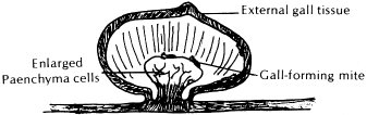 mite gall cross-section