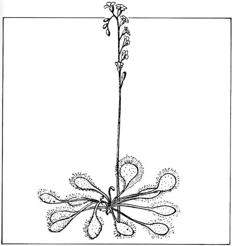 drosera rotundifolia